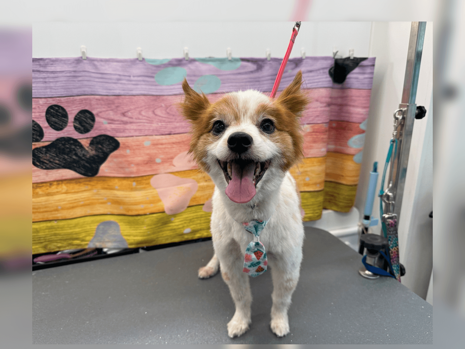 Calm one-on-one dog grooming in Columbus, GA Muscogee County