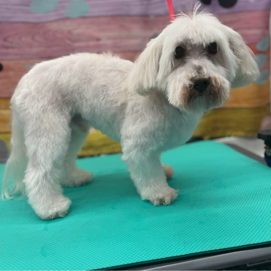 Charley after a Lotus Pet Spa mobile grooming appointment