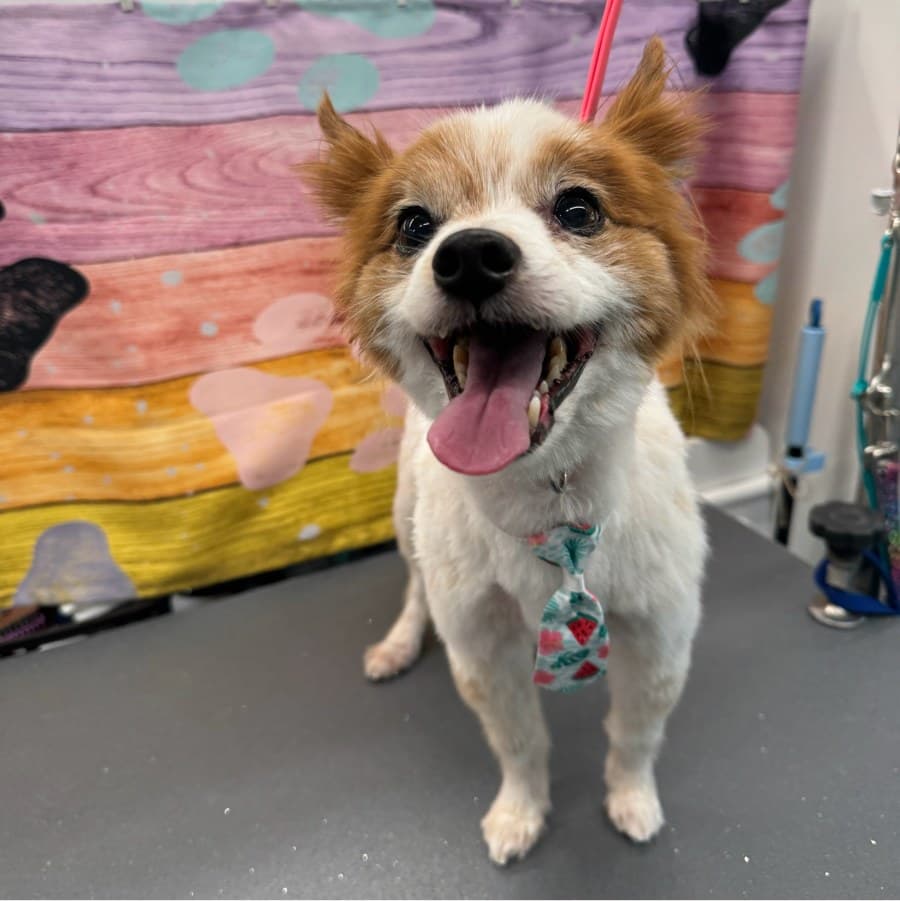 Charlie after a Lotus Pet Spa mobile grooming appointment
