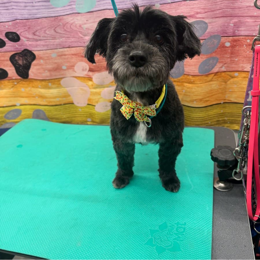 Fresh groom after a Lotus Pet Spa mobile grooming appointment