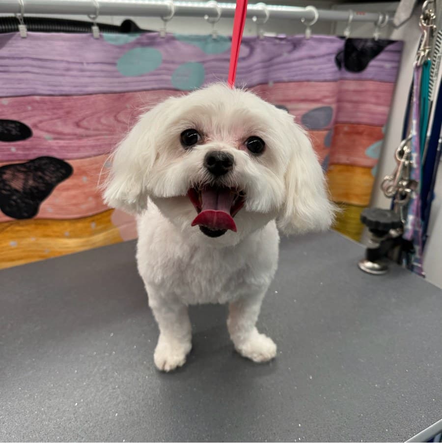 Lucy after a Lotus Pet Spa mobile grooming appointment