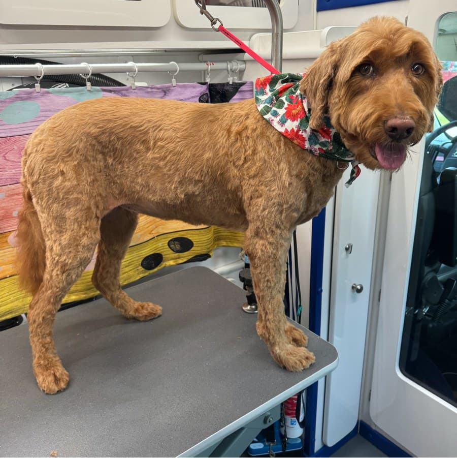 Pipey after a Lotus Pet Spa mobile grooming appointment