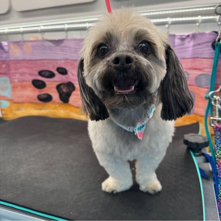 Happy client after a Lotus Pet Spa mobile grooming appointment