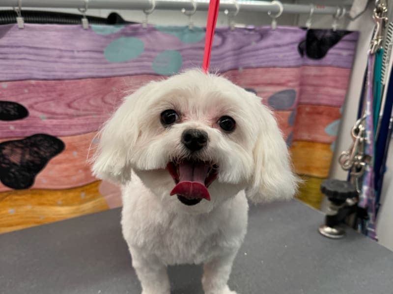 Lucy review photo for Lotus Pet Spa