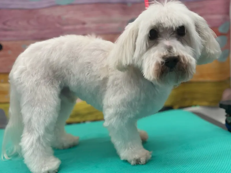 Charley review photo for Lotus Pet Spa