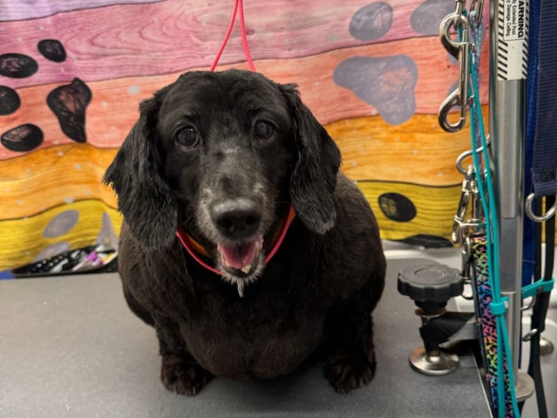 Linda review photo for Lotus Pet Spa