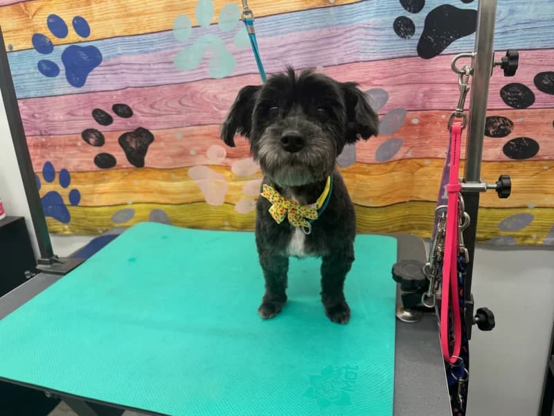 Candy review photo for Lotus Pet Spa