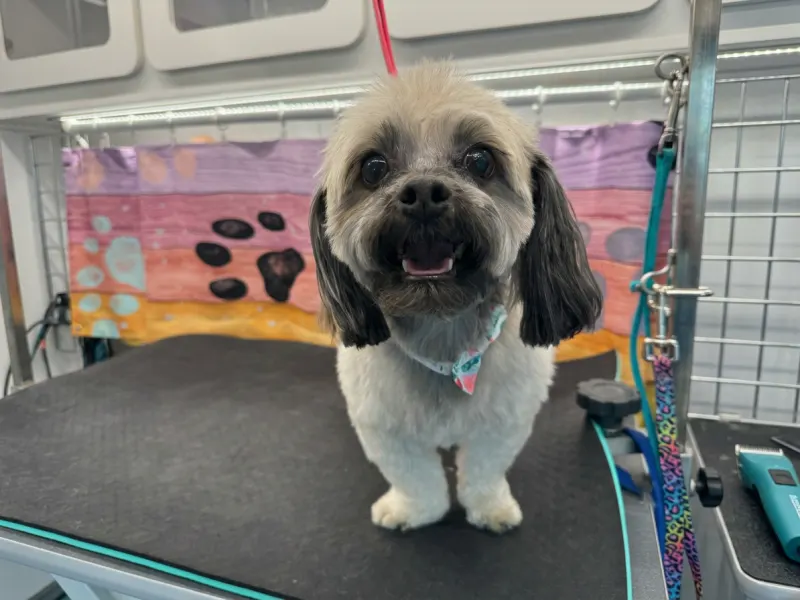 Renardo review photo for Lotus Pet Spa
