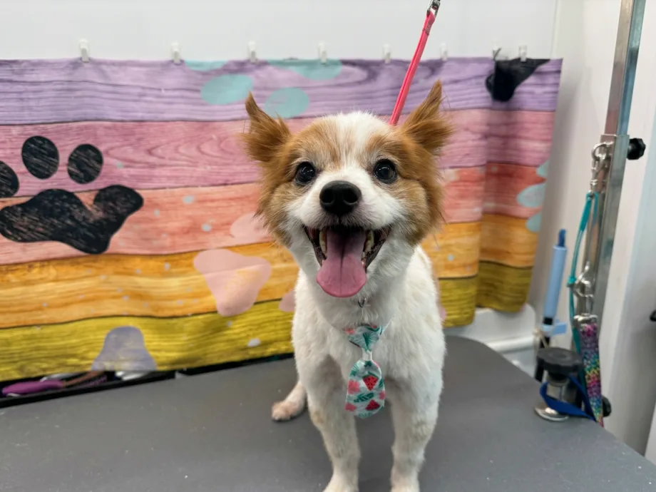 Charlie smiling after a Lotus Pet Spa grooming appointment